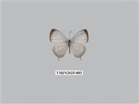 藏品(白雅波灰蝶)的圖片